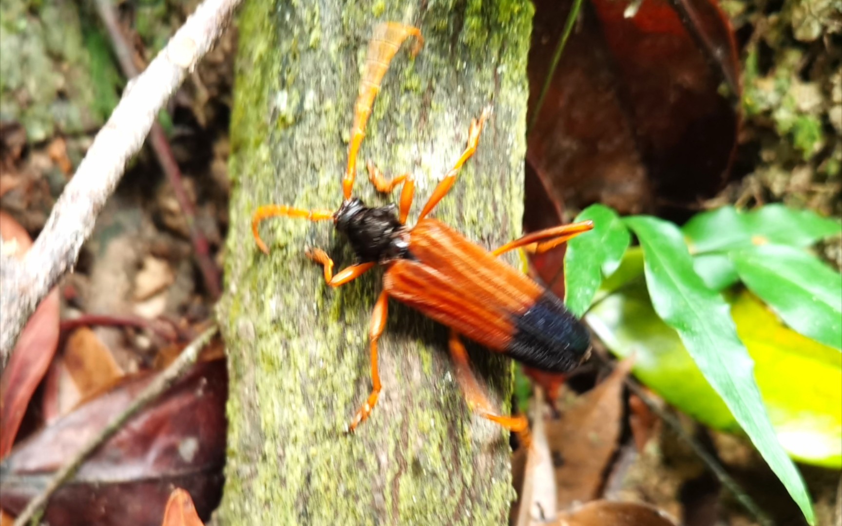 泰国之旅,发现天牛,颜色像老虎!