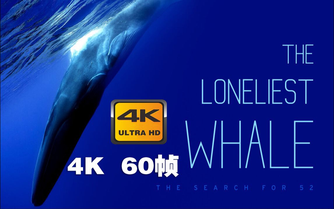 [图]4K 60帧 | 最孤独的鲸：寻找52 The Loneliest Whale: The Search for 52 #1 预告片 (2021) | 预告 |