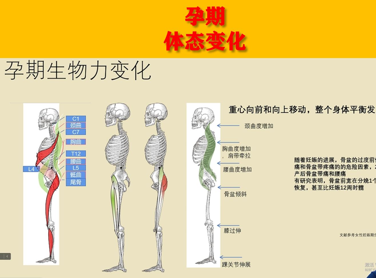 孕期体态生物力学的变化sps螺旋肌肉链理论