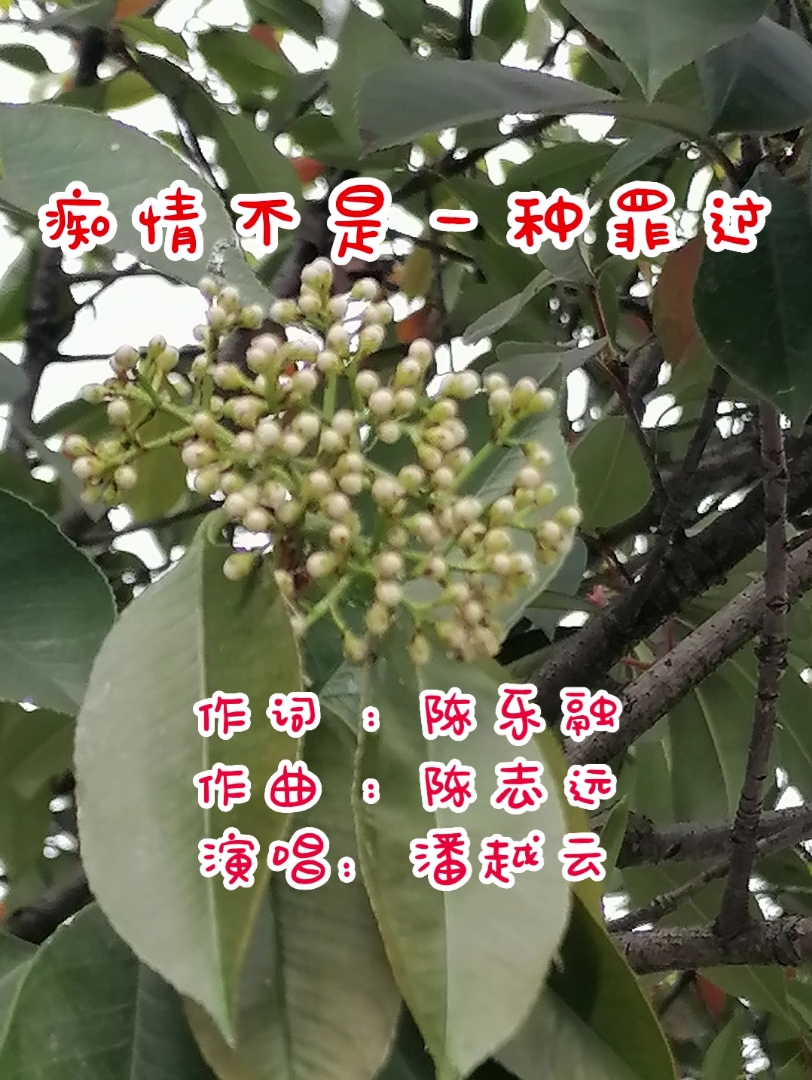 [图]琼瑶剧《梅花烙》插曲《痴情不是一种罪过》