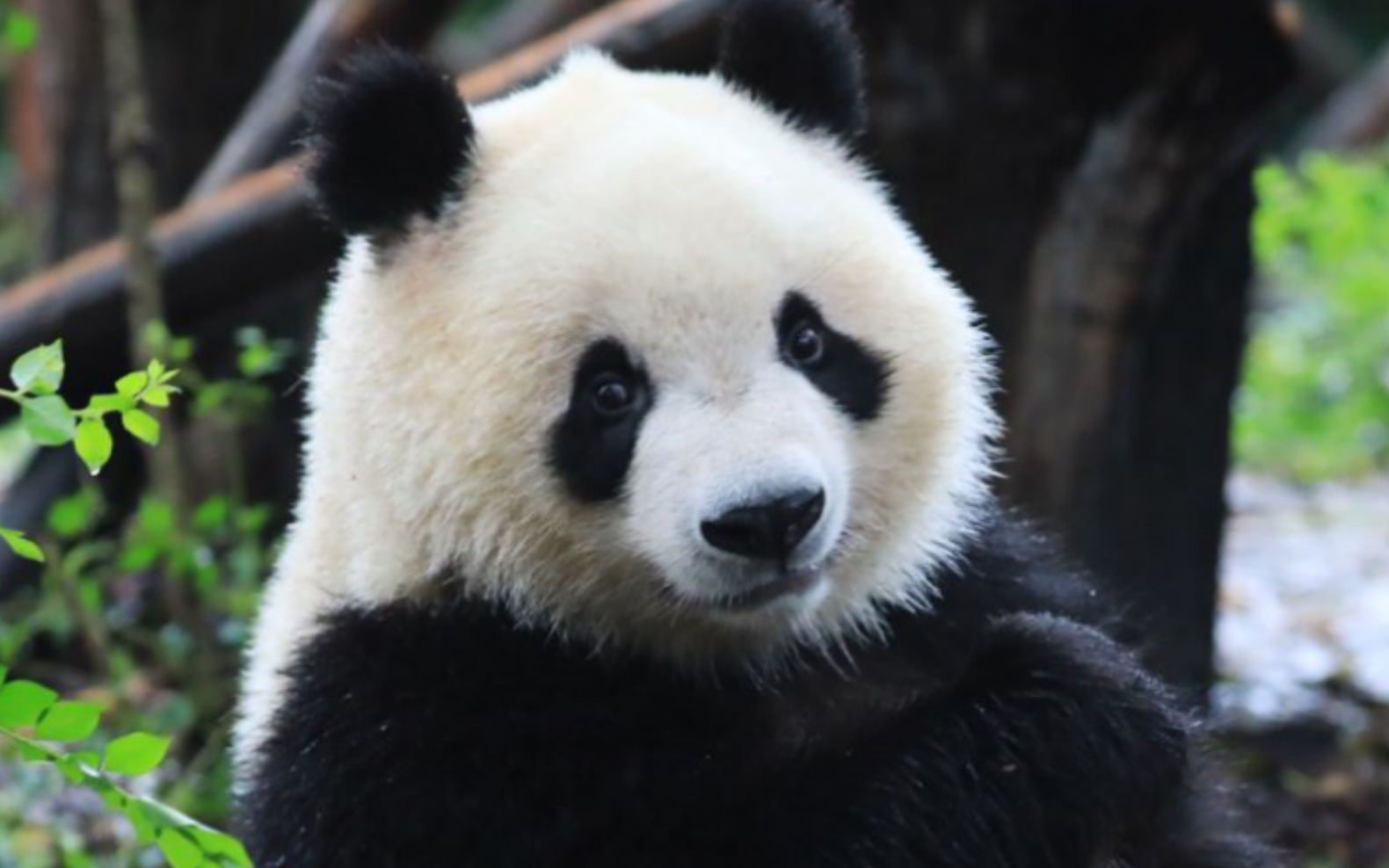 大熊猫奇一:我才不是随随便便给你微信的女熊_哔哩哔哩_bilibili