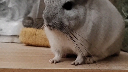 龙猫吃饱饱就发呆