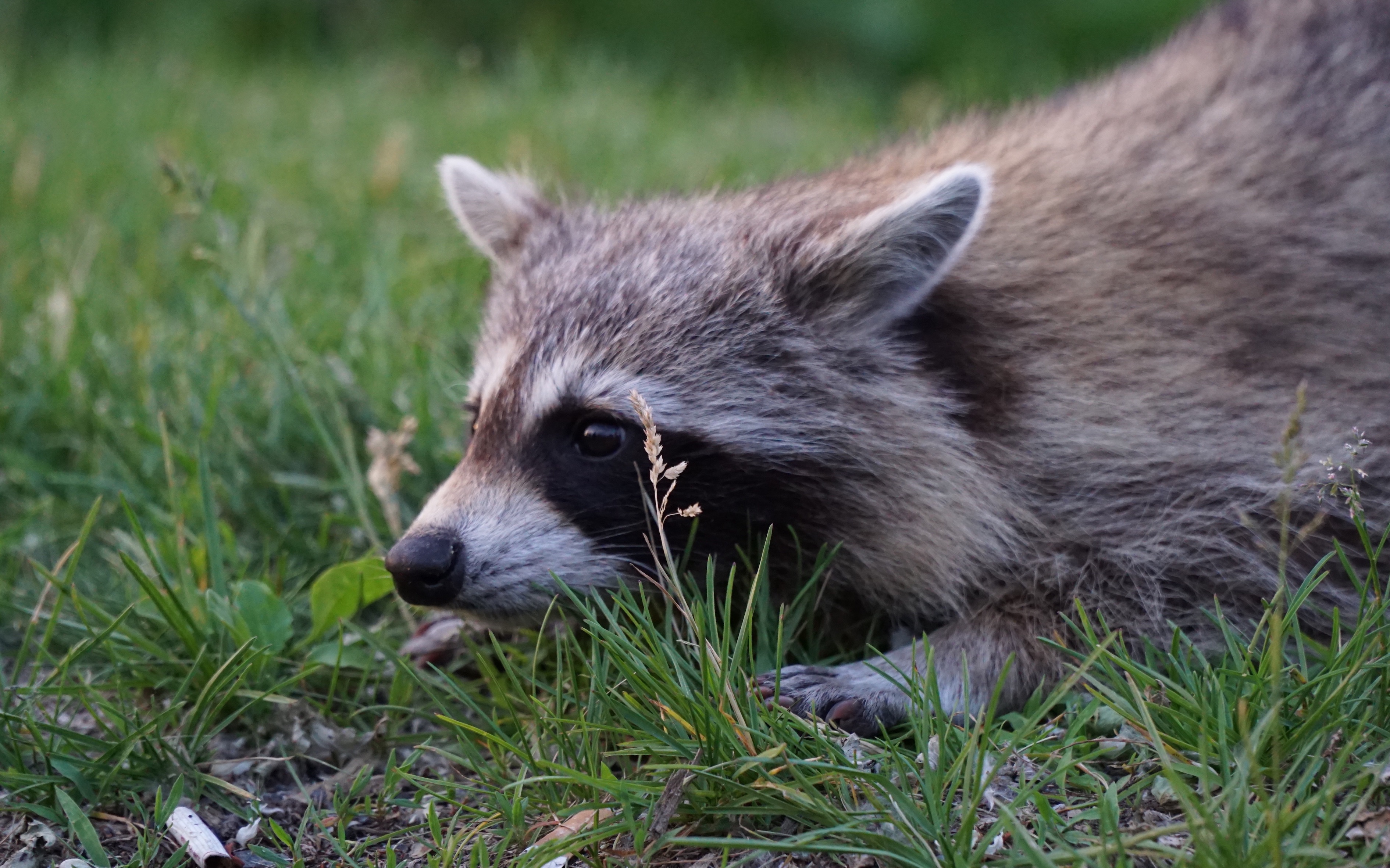 蒙特利尔皇家山上捡垃圾的小浣熊们