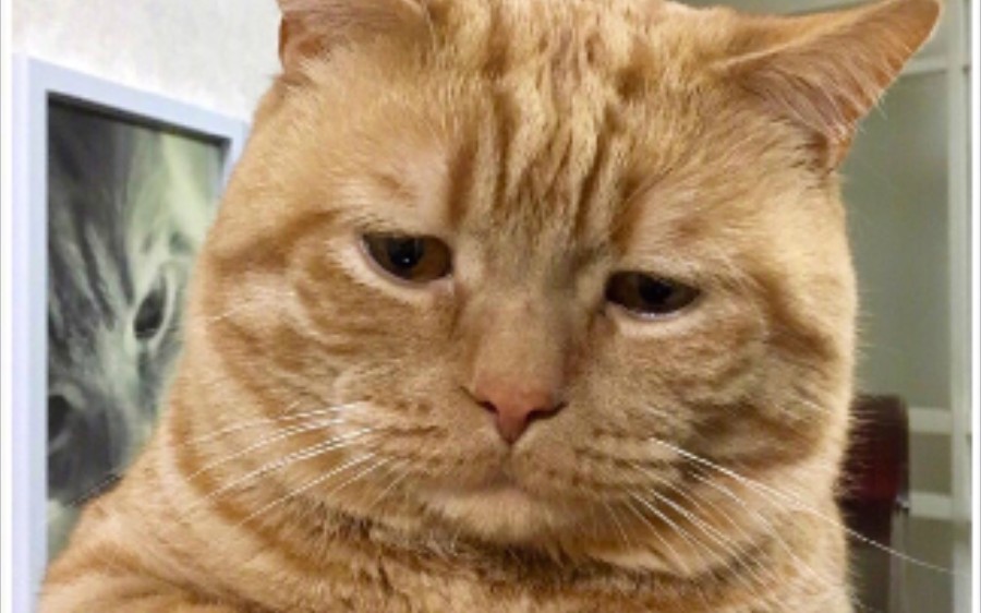 橘猫超大份橘猫合集告诉你橘猫为何是世界瑰宝
