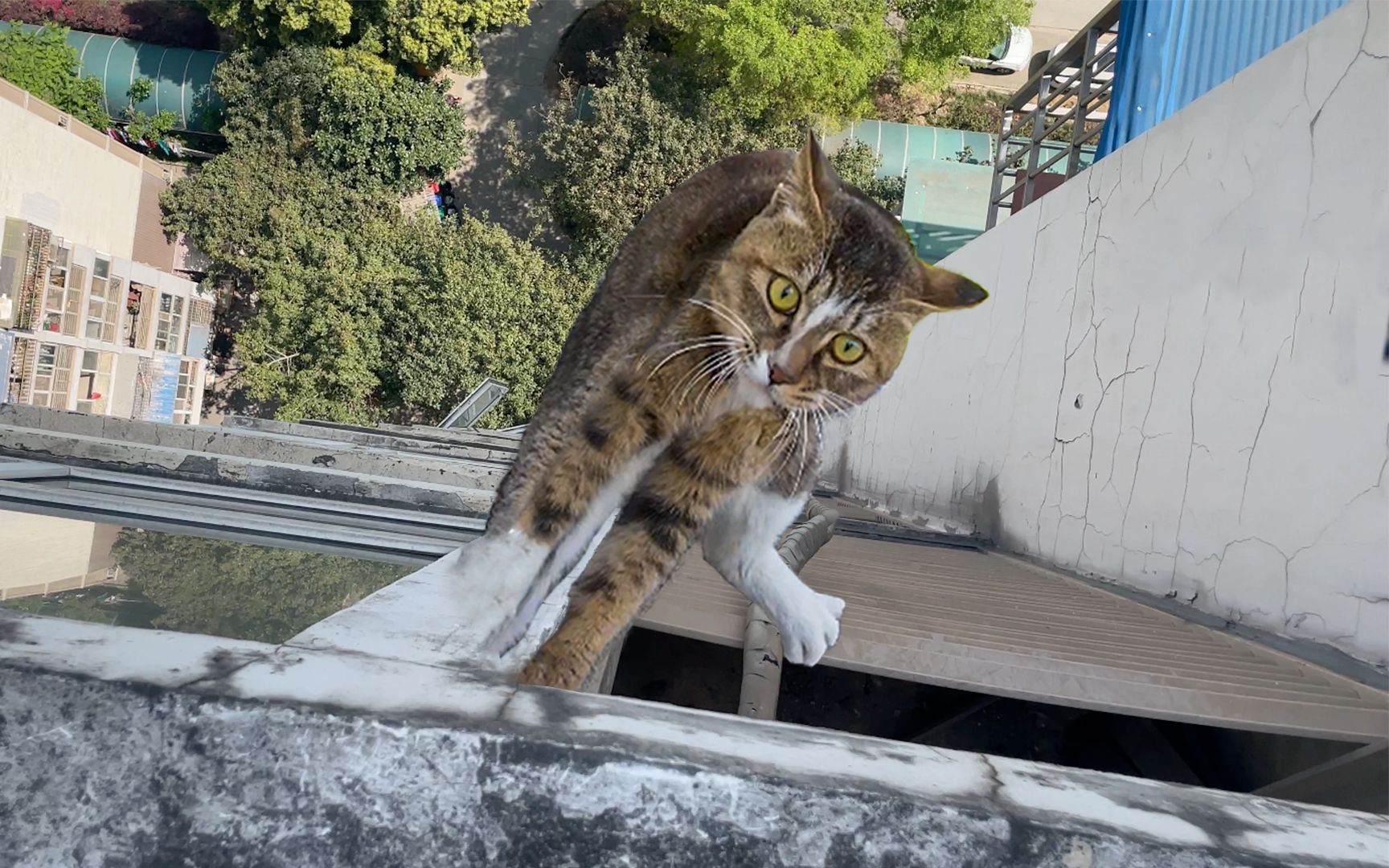 超凶雀猫被困18楼空调外机,救上来居然有主人电话号码??-和猫住-和猫住-哔哩哔哩视频