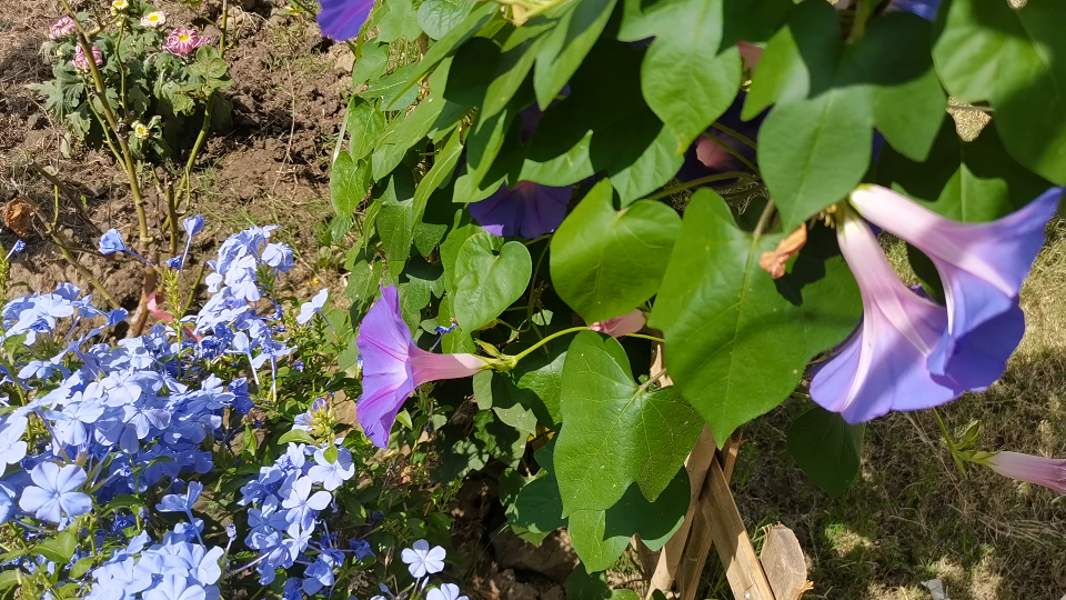 美滋滋地欣赏完花后,被一个白乎乎的东西吓坏了