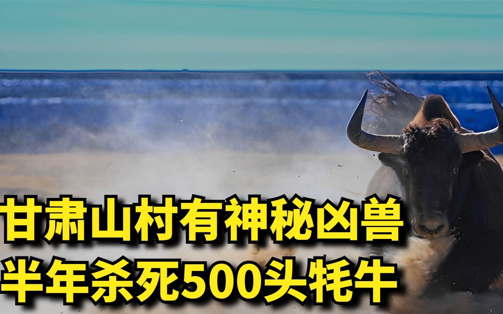 [图]甘肃山村有神秘凶兽，半年杀死500头牦牛，用监控也看不到凶兽