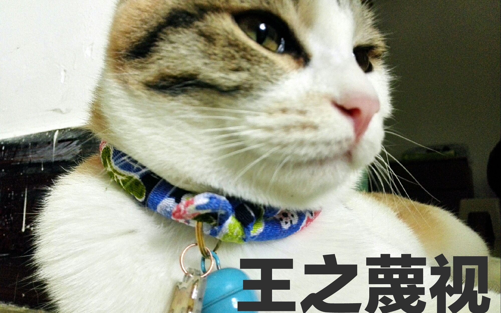 说真的逗猫棒不要再给朕了,怎么都玩不够啊(170761ε6107