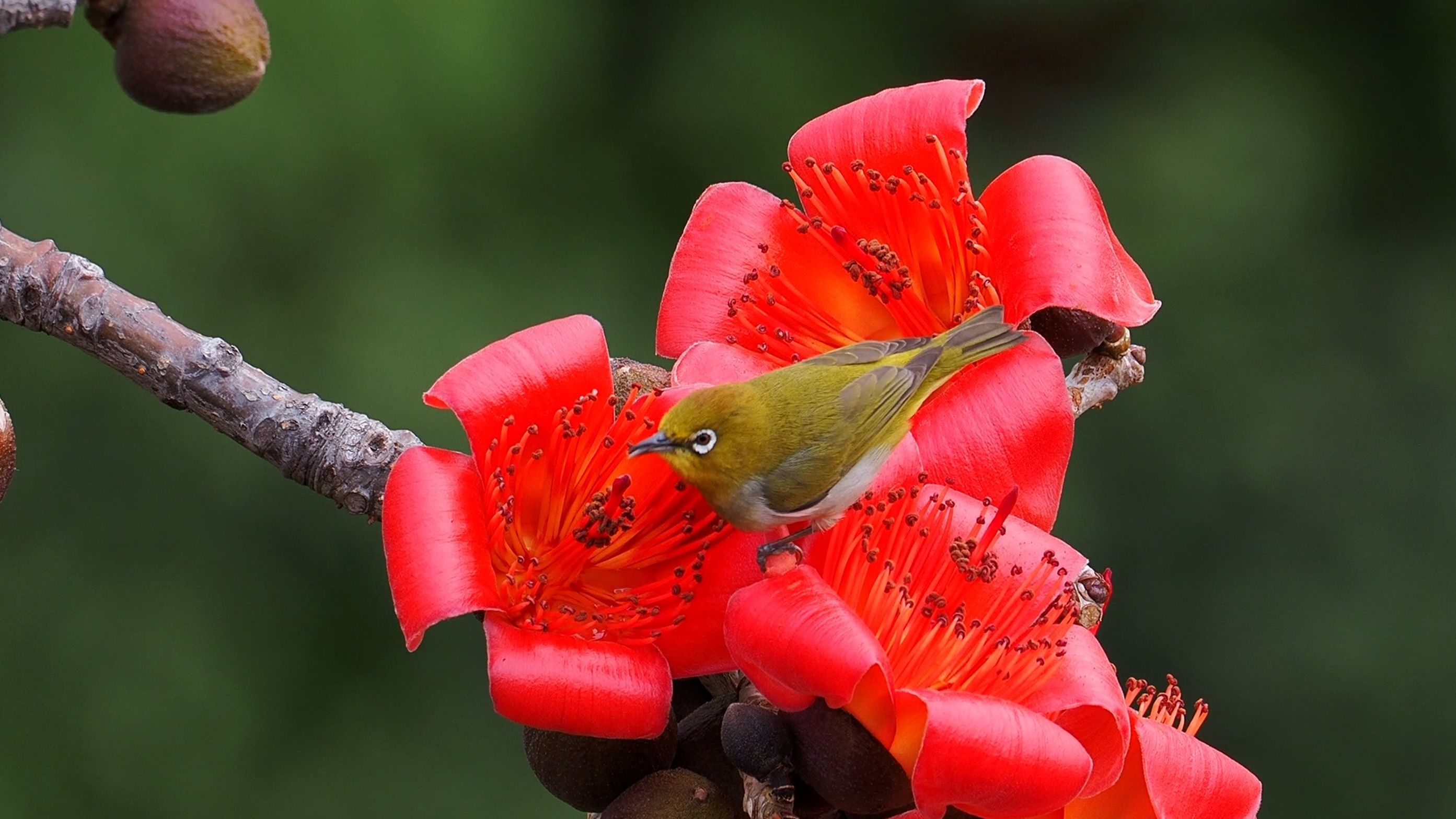 暗绿绣眼鸟在木棉花上喝花蜜,头和胸部的羽毛都沾满了棕红的花粉