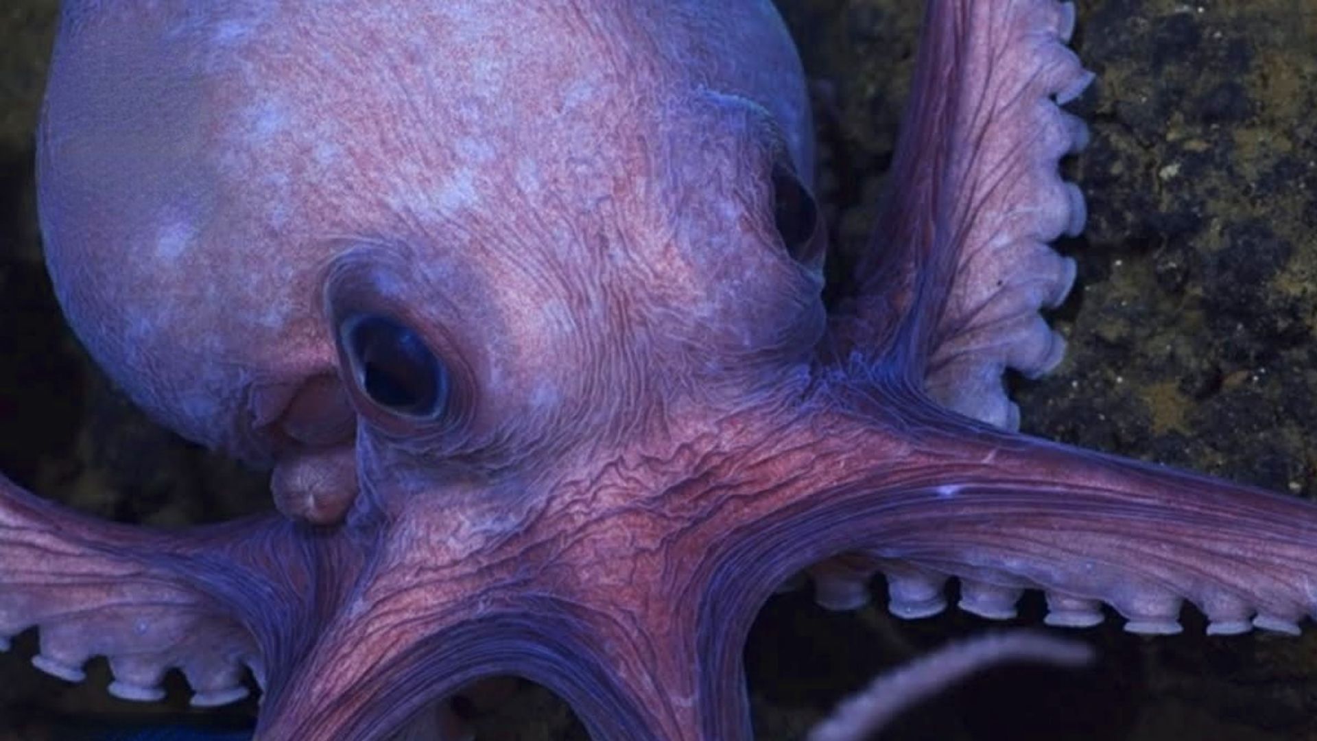 交配即死的章鱼,如果不结婚,不生孩子会发生什么