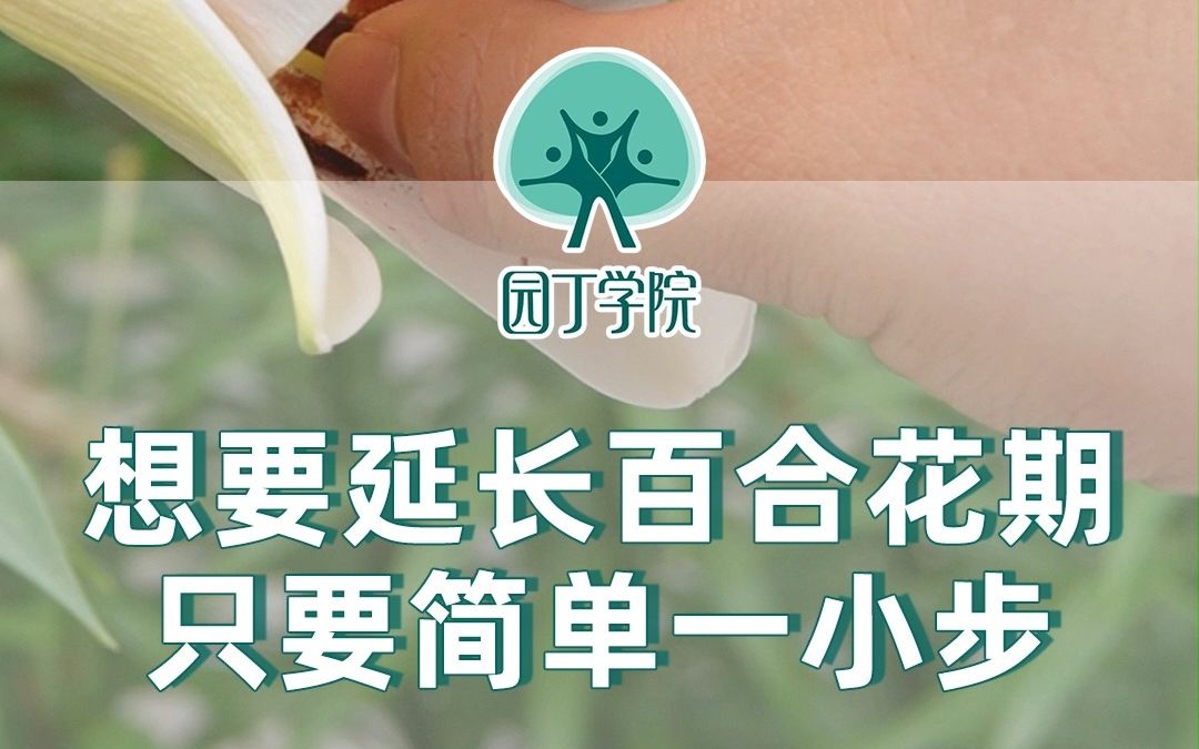 想要延长百合花期 只要简单一小步哔哩哔哩bilibili