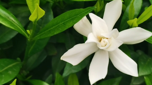 发现的两朵栀子花