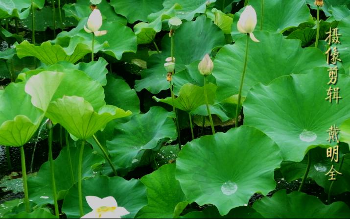 过雨荷花满院香哔哩哔哩bilibili