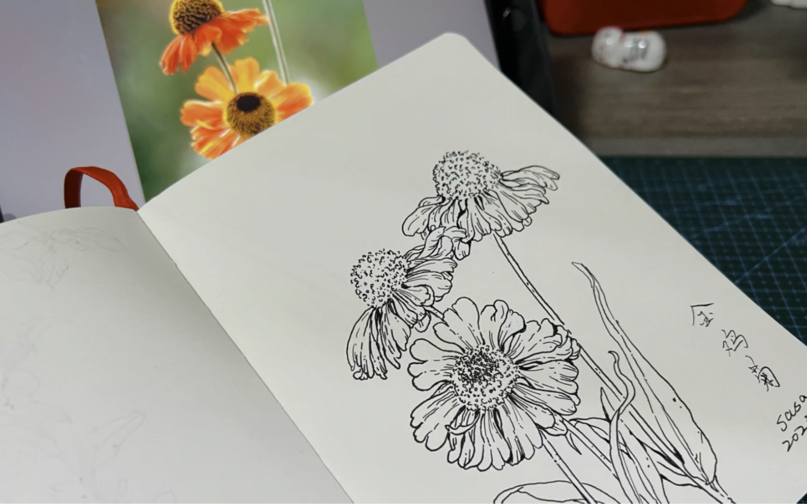 【线稿】一个巨简单的手绘过程分享|金鸡菊