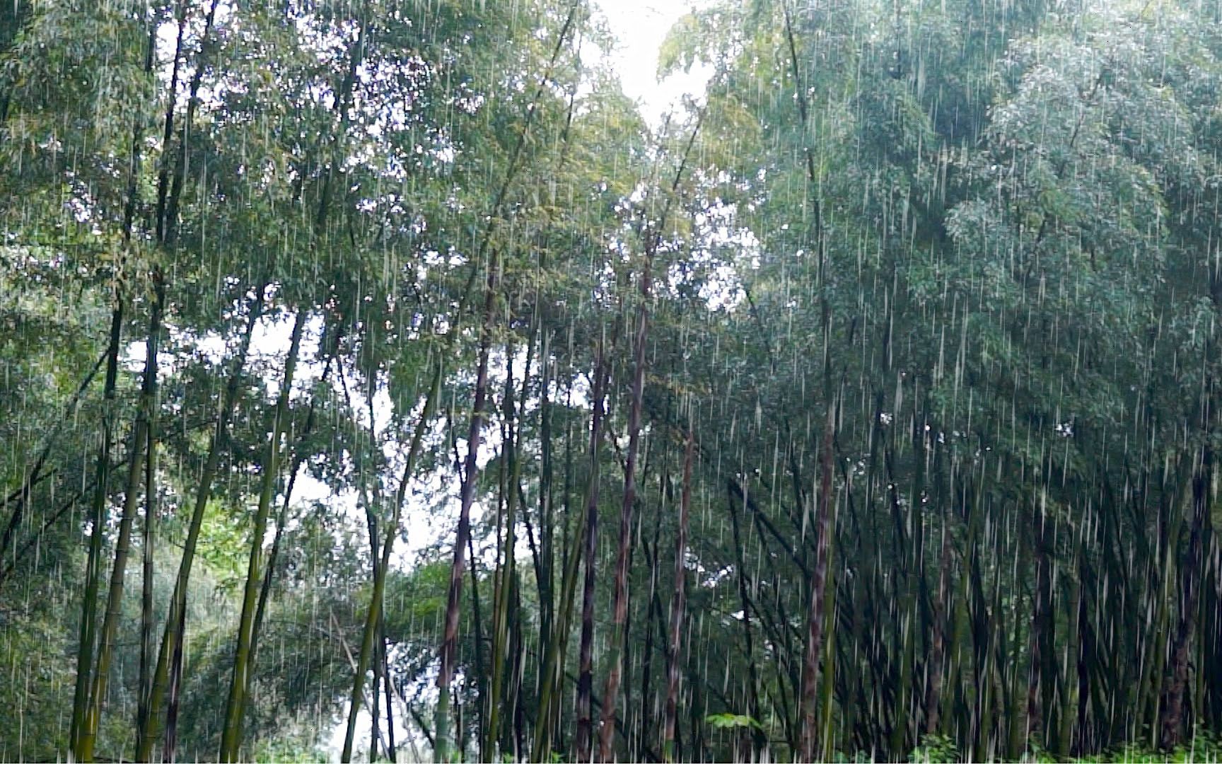 [图]【白噪音 下雨聲】竹林聽雨 靜心 放鬆 舒緩 可用於學習 閱讀 睡覺 冥想/ Rain sounds in the bamboo forest（White No