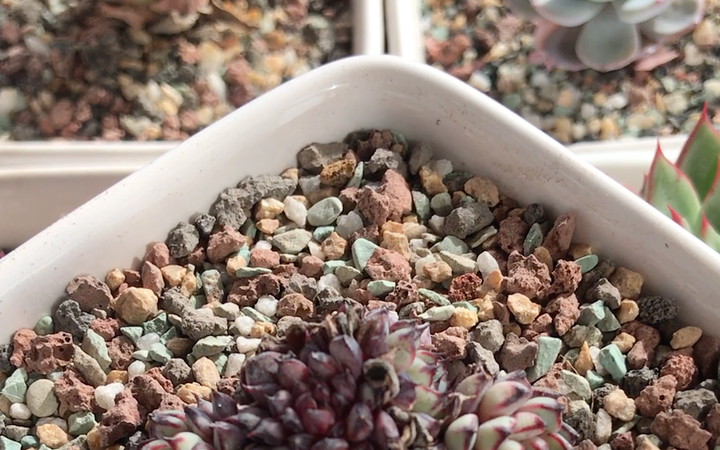 多肉植物 老版小红衣 echeveria minima red edge 生长较慢 易群生 叶