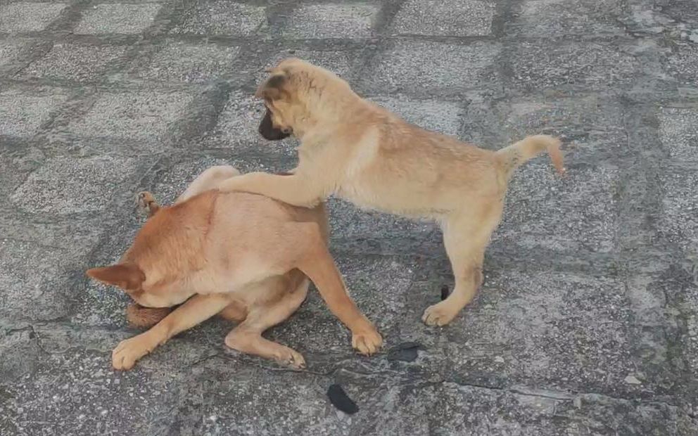 大狗第二次扑咬小奶狗,但这次大狗是对的_哔哩哔哩_bilibili