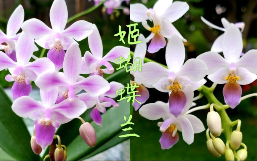 花色不同的姬蝴蝶兰,易花易长易管理的原生蝴蝶兰Phalaenopsis equestris哔哩哔哩bilibili