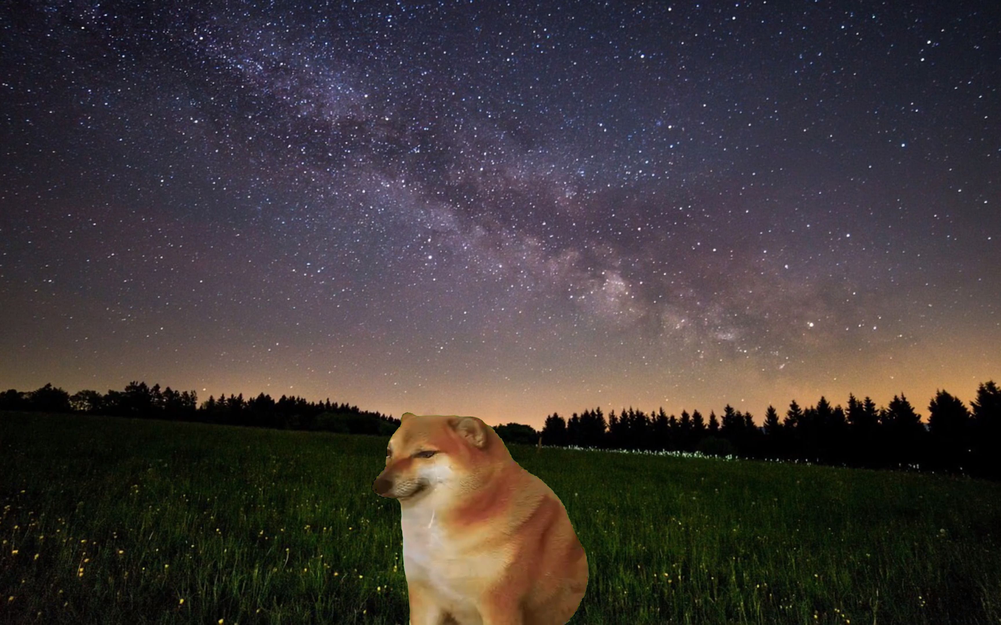 cheems,你高考失利了吗