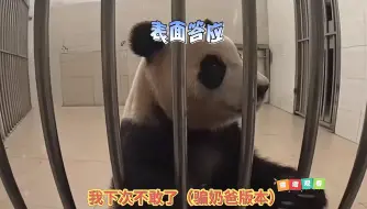 Скачать видео: 小福下班不积极，被徐奶爸狠狠的批评，福猪猪心虚不敢看奶爸