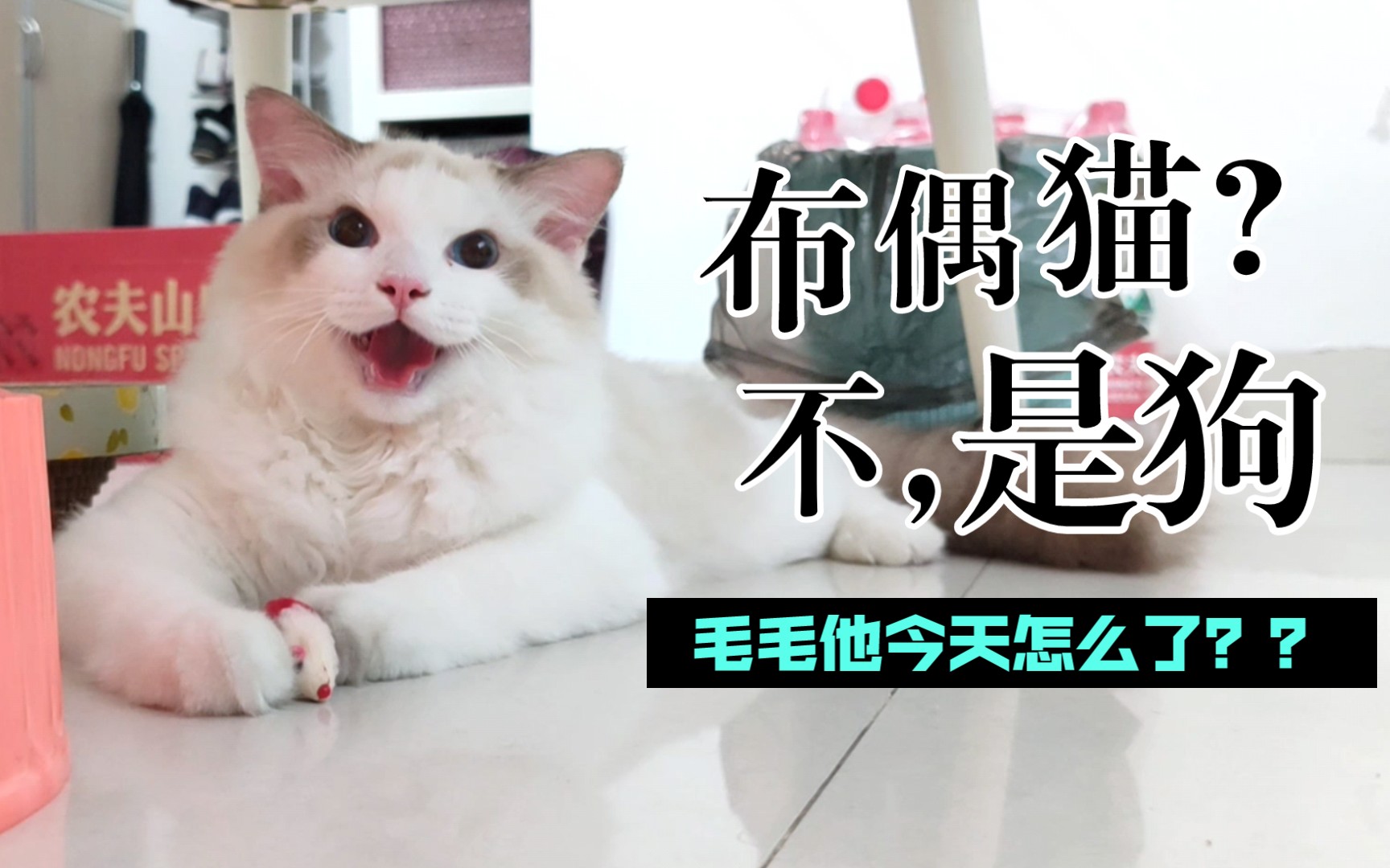 布偶猫猫运动之后喘成小狗哔哩哔哩bilibili