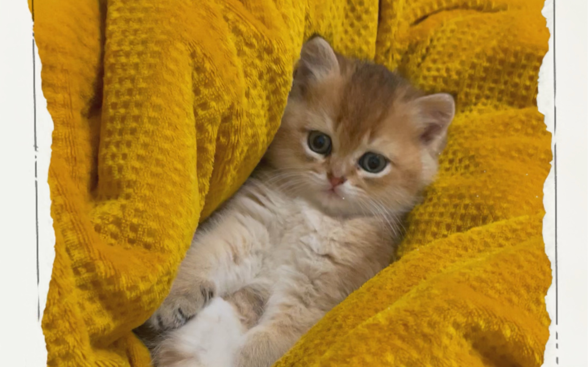 打瞌睡的小奶猫,像个小脑斧～吸吸