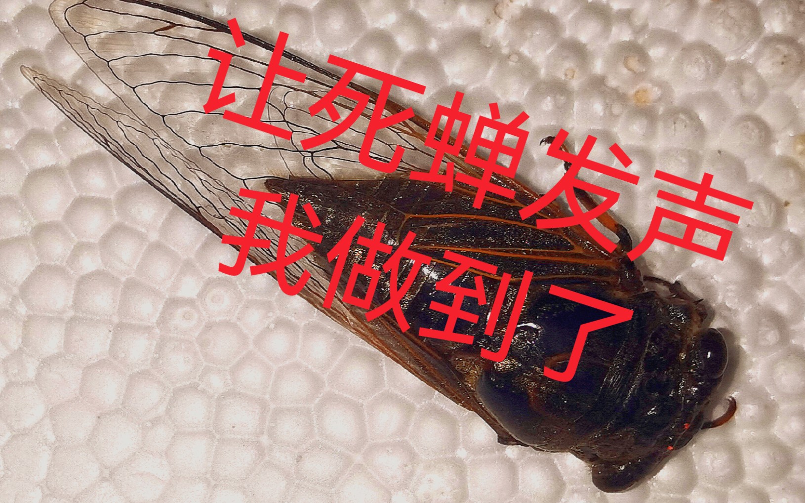 [图]让死蝉继续鸣叫