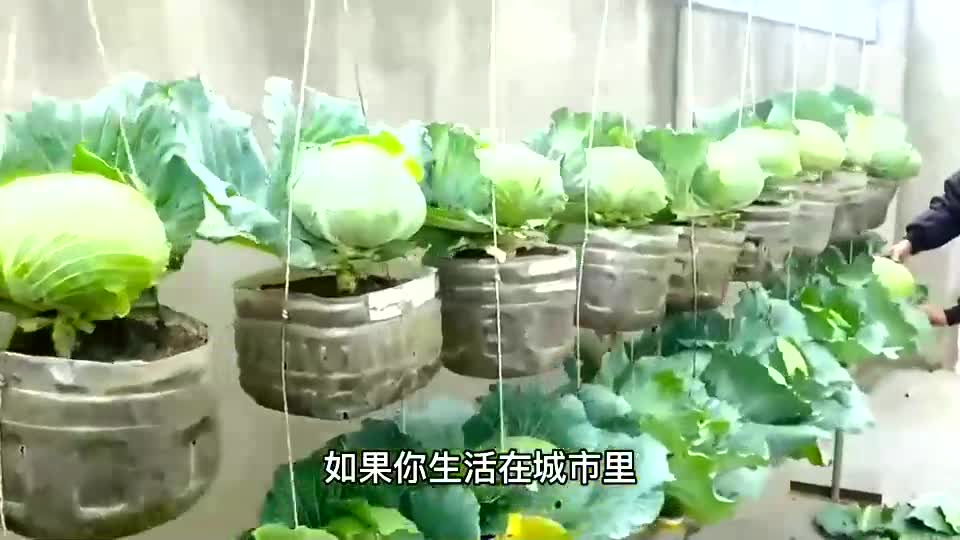 农村大叔用几个塑料瓶种植蔬菜,方法简单实用赶快学习起来吧!