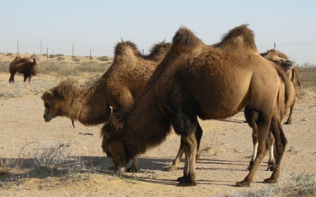 两只公骆驼打架,失败的不仅要离开族群,还要看着别人秀恩爱!