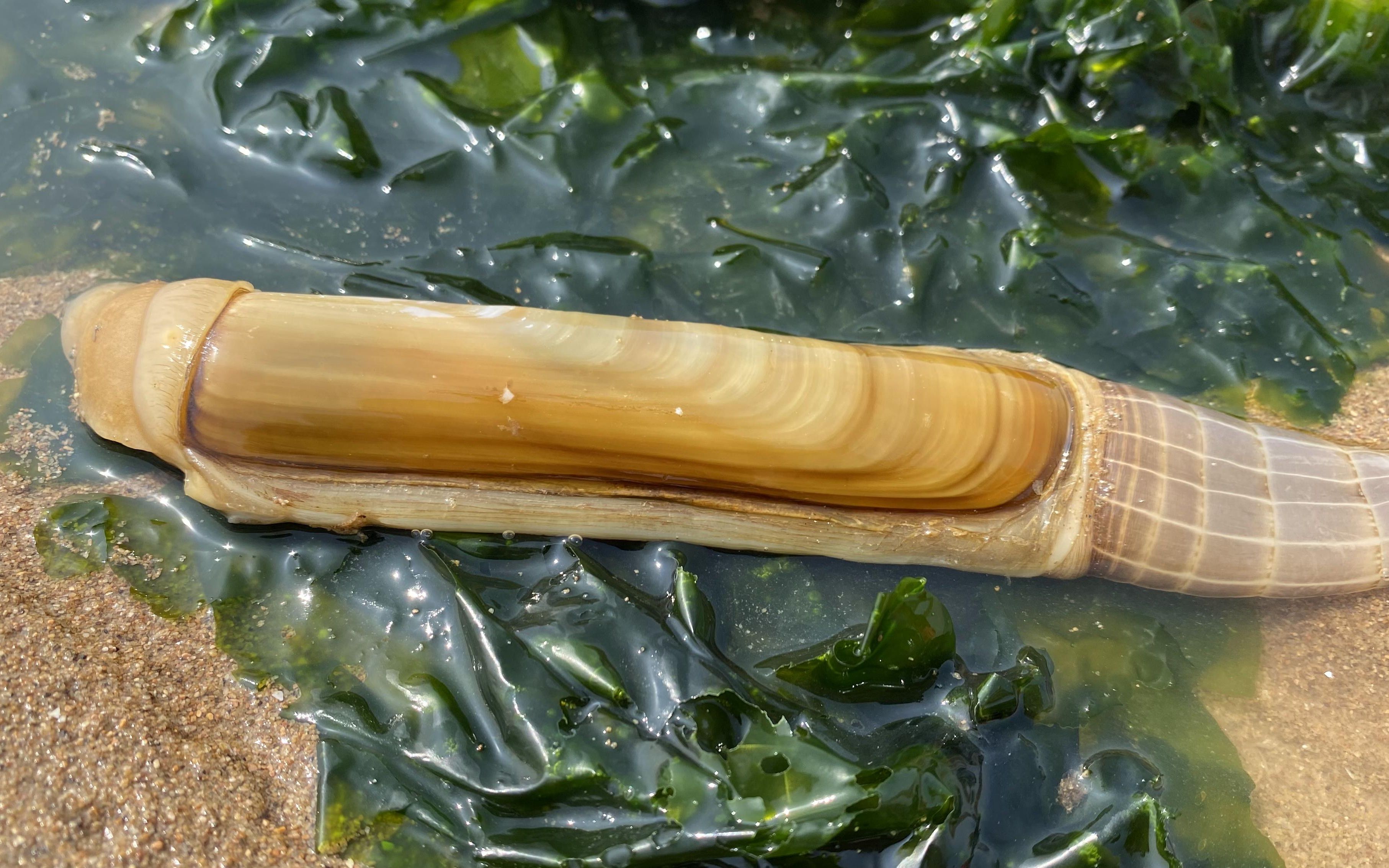 大风过后大洋赶海,好多海鲜都喜欢藏在沙子里,大蛏王留下呼吸孔