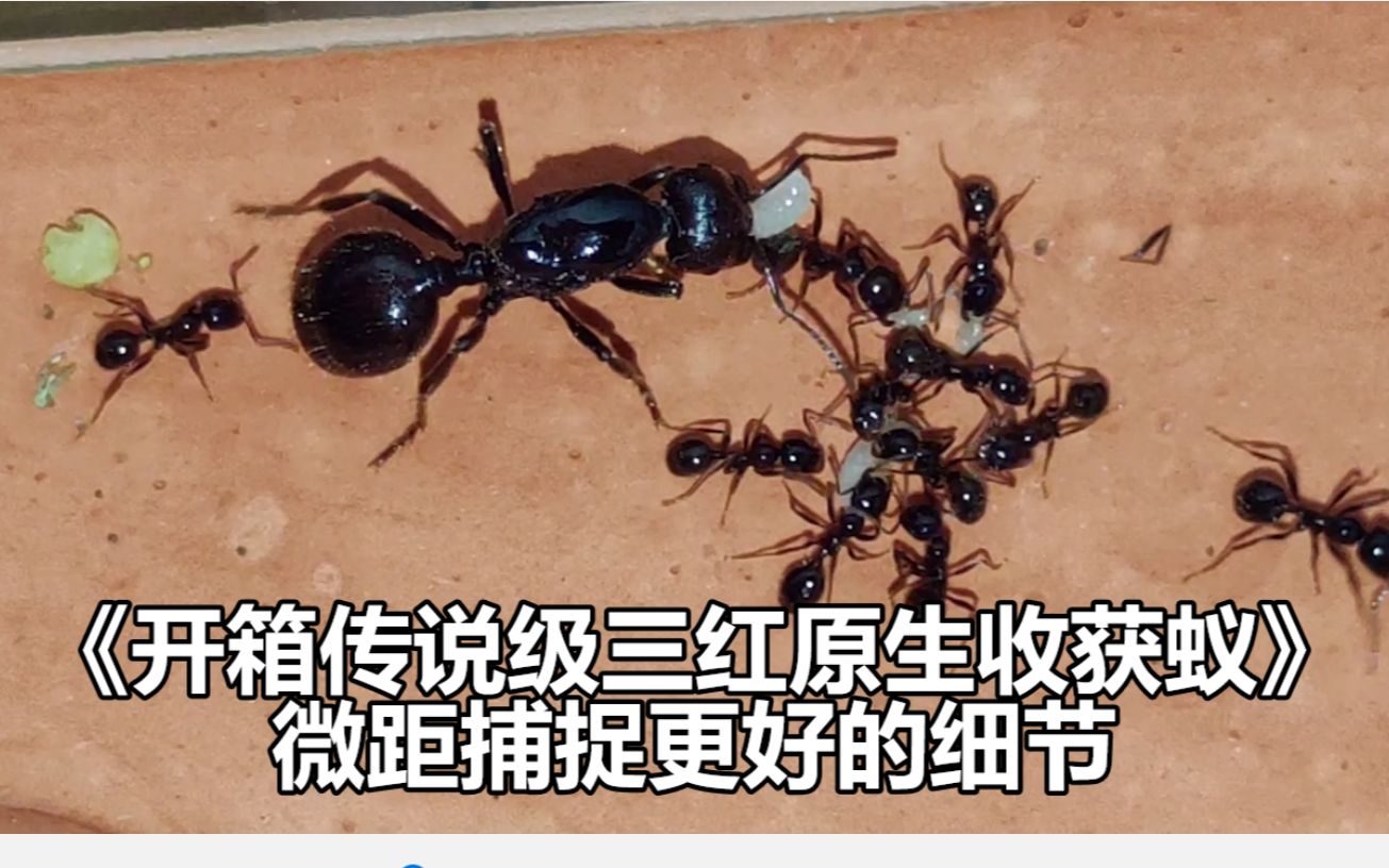 《开箱传说级三红原生收获蚁》使用微距观察微小世界,捕捉更好的细节