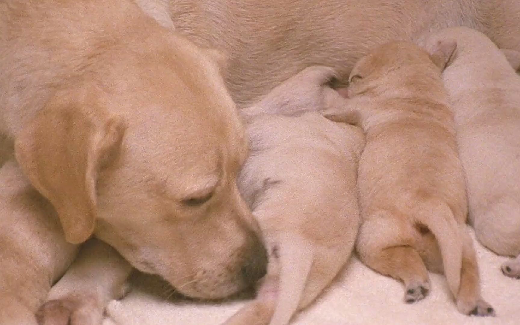 导盲犬的一生,它们克制天性,从不咬人,但人们依然不能接纳它们哔哩哔哩bilibili