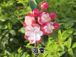 Download Video: 绒花海棠，没想到引来了一只小蜜蜂