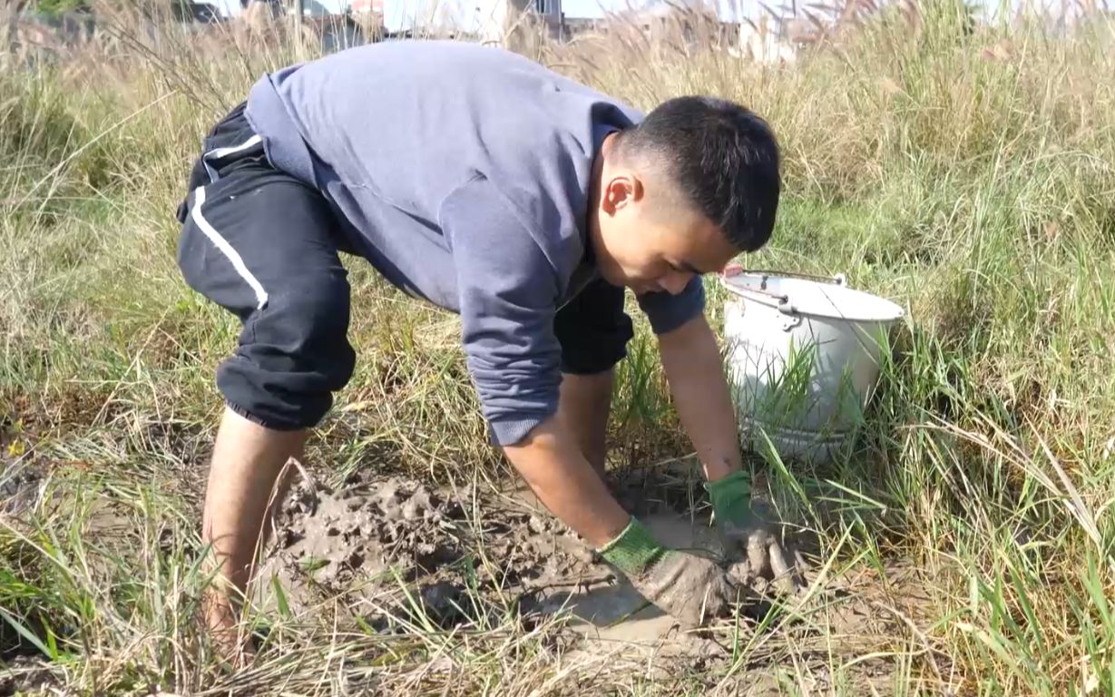 [图]小伙田边发现很多泥鳅，回家就拿桶出来挖，这情景让我想起小时候