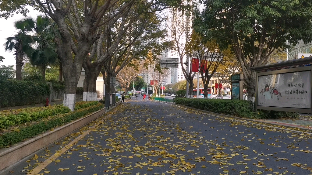 [图]落叶，季节更替，海滨城市迟到的秋天