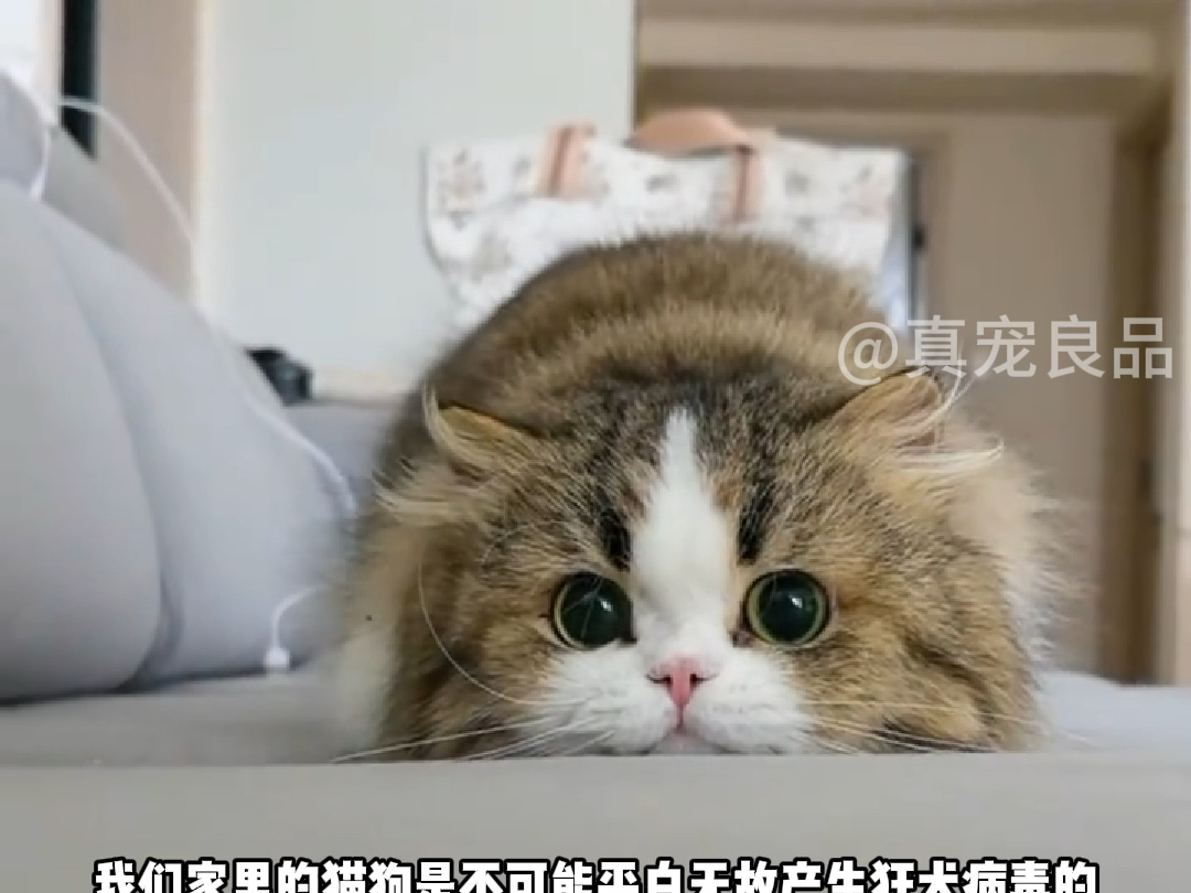 被猫抓咬到底要不要打狂犬疫苗?一条视频讲清楚.#猫#被猫咬#猫咪养护#宠物科普#狂犬疫苗哔哩哔哩bilibili