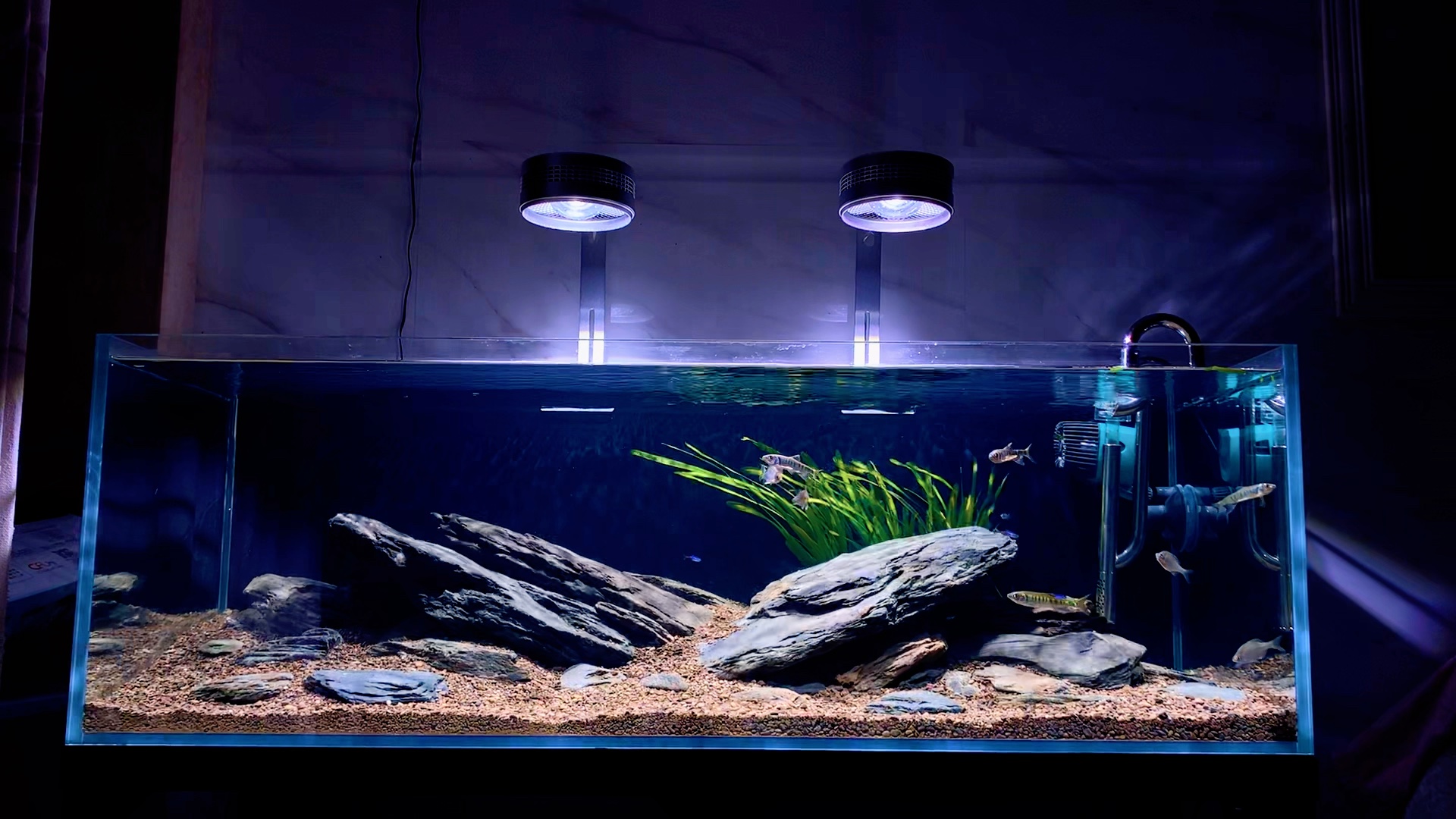 你总会遇到那束光,或早,或晚…溪流原生缸日常