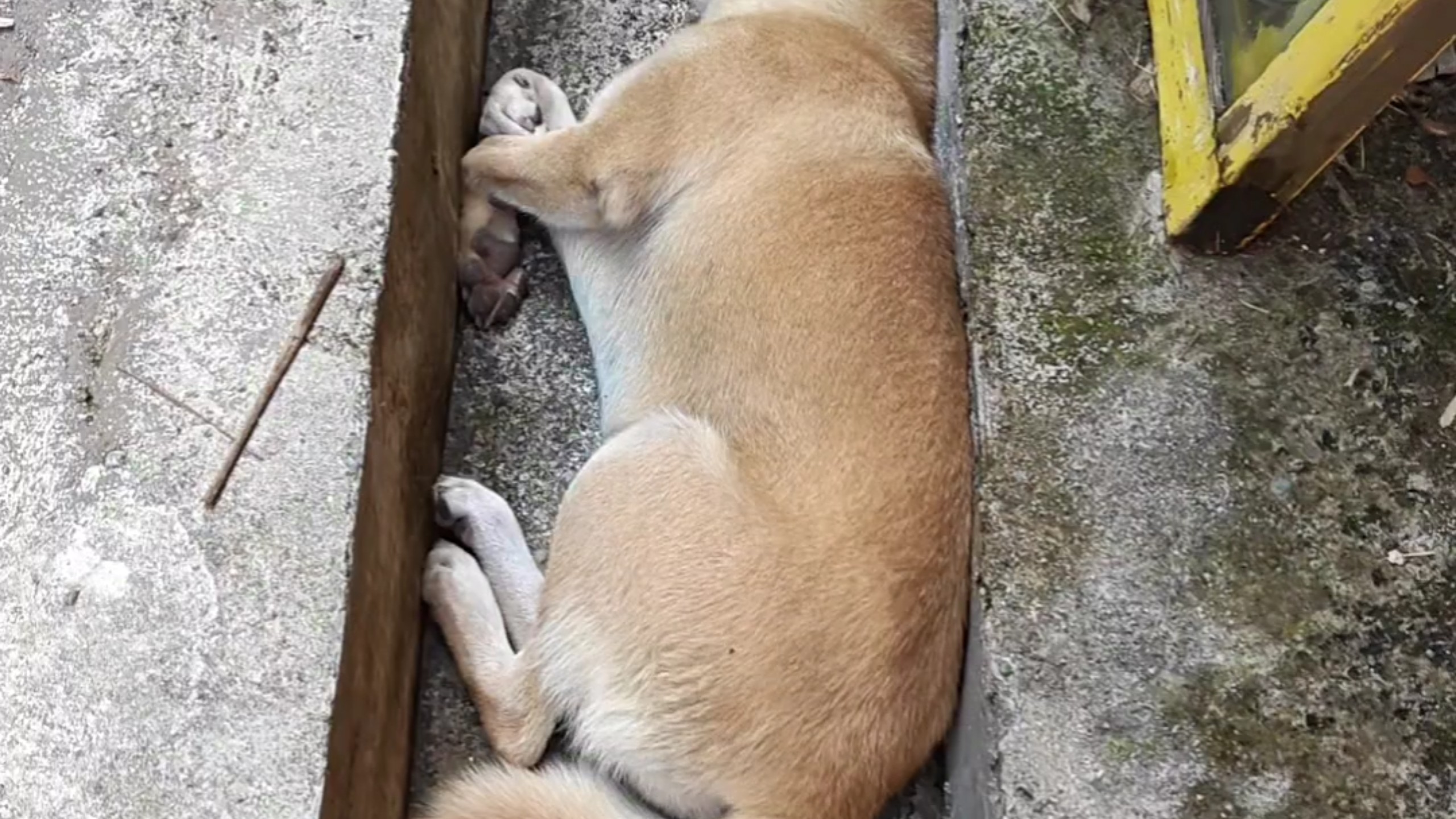 几十块的安保系统就是不行，又瘫痪了