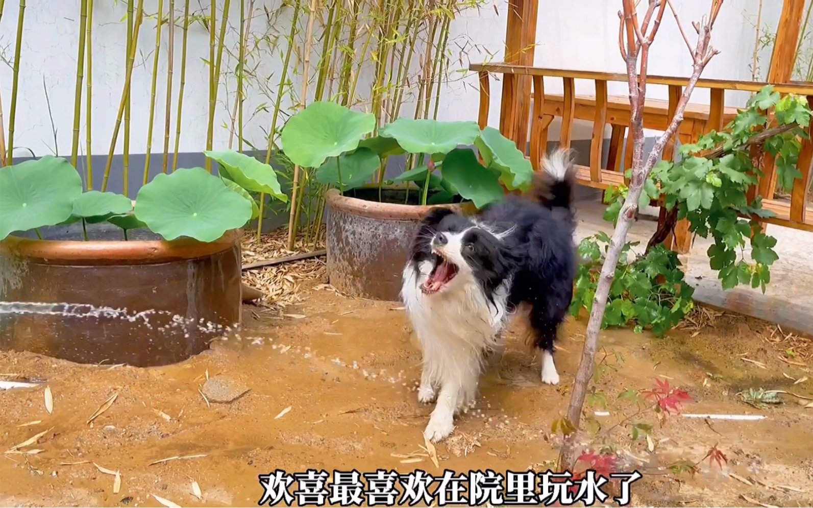 流浪猫猫狗狗和小院儿的故事~哔哩哔哩bilibili