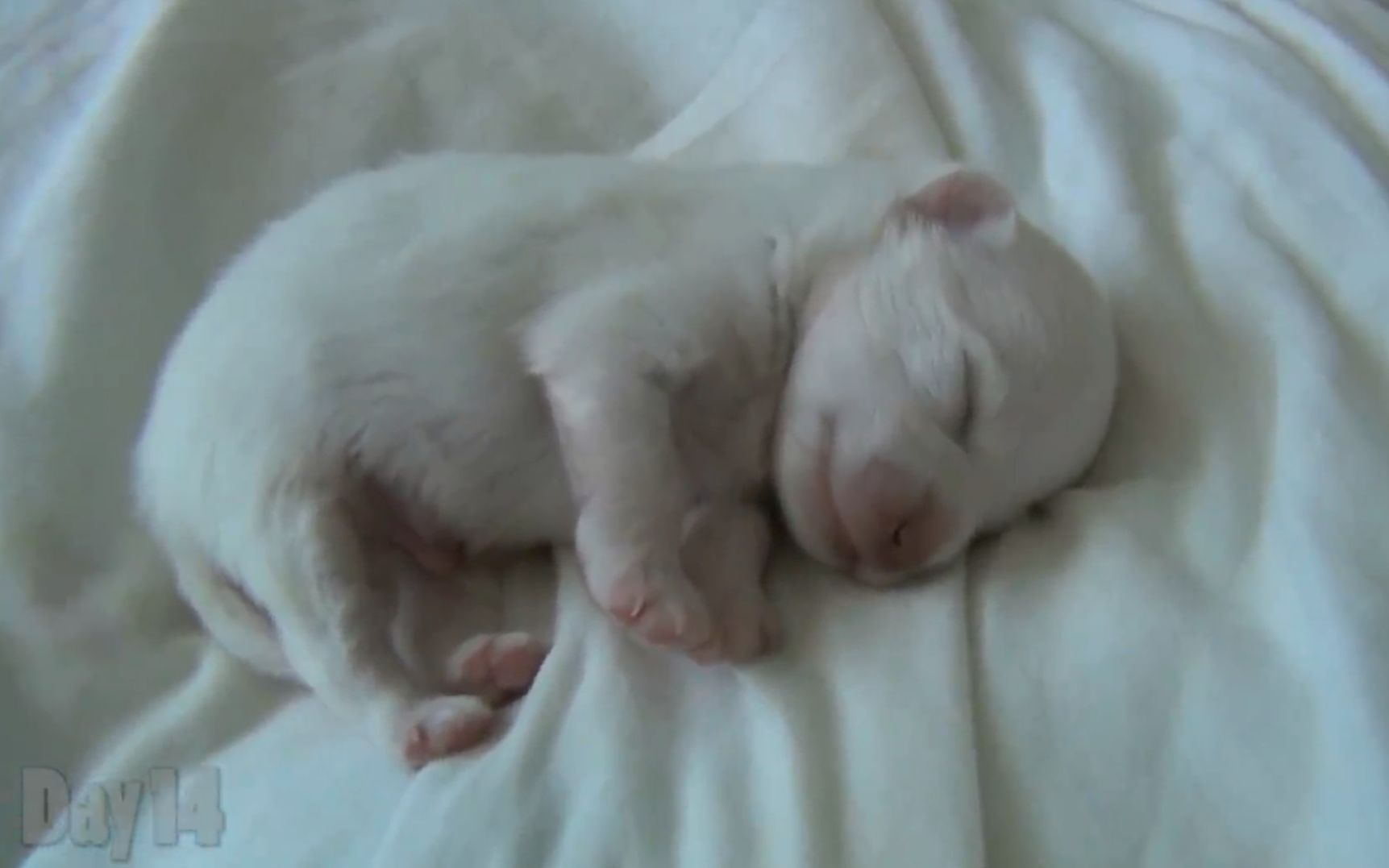 博美犬刚出生的样子图片