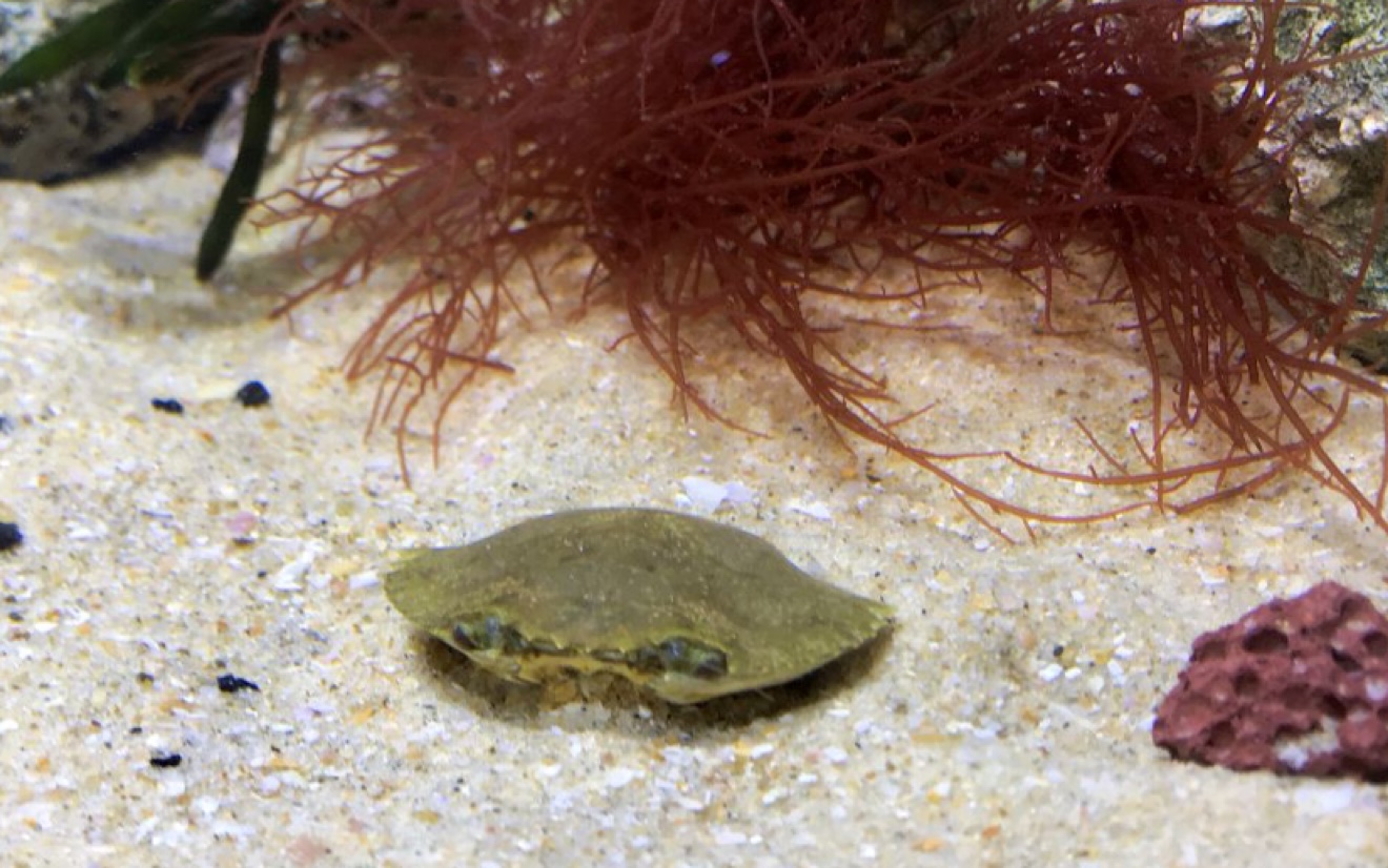 残暴的破裂哲扇蟹掀开了小拟穴青蟹的头盖骨将其大卸八块享用鲜美的