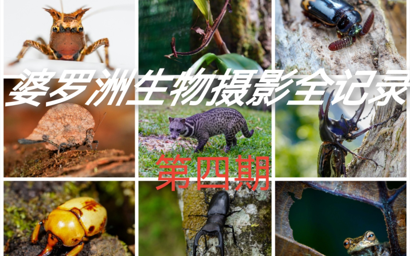 【标本记录】婆罗洲生物摄影04哔哩哔哩bilibili