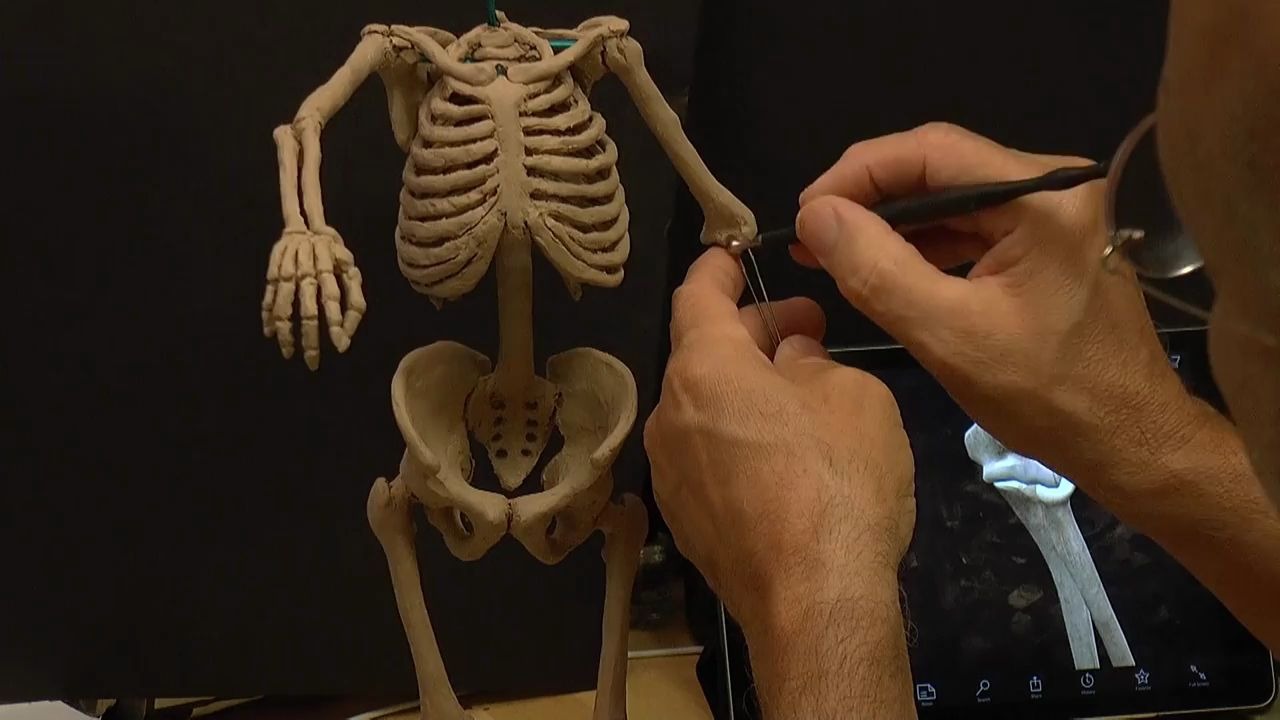 搬运人体解剖雕塑humananatomysculptureskeleton