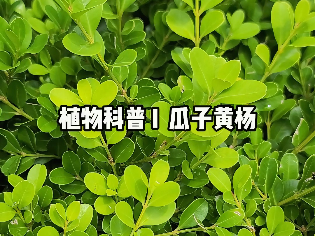 植物科普 I 瓜子黄杨哔哩哔哩bilibili