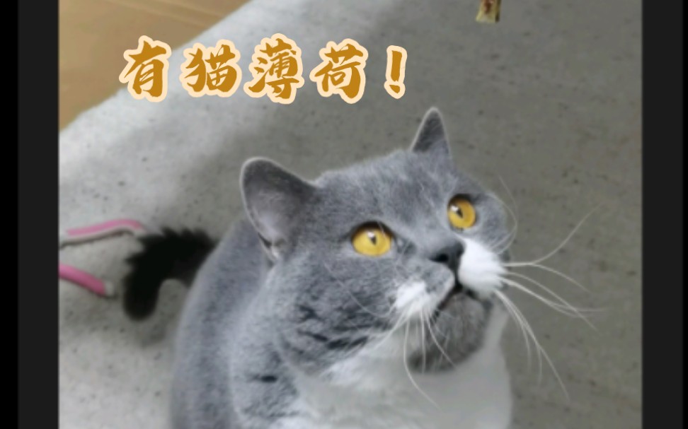 对待猫薄荷!老猫子和年轻猫有区别!!!哔哩哔哩bilibili