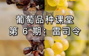 200年前，全宇宙最贵的葡萄酒不是黑皮诺，而是雷司令Riesling。