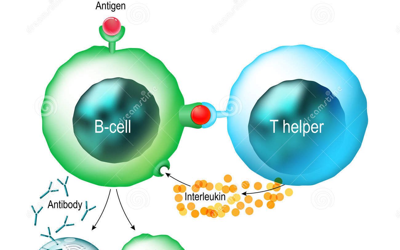免疫学第四课~四分钟带你了解B细胞是如何发育和成熟的哔哩哔哩bilibili