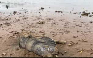 Download Video: 武汉汤逊湖水位大降湖床后退了10几米，不一会捡俩巨物，我的天呐