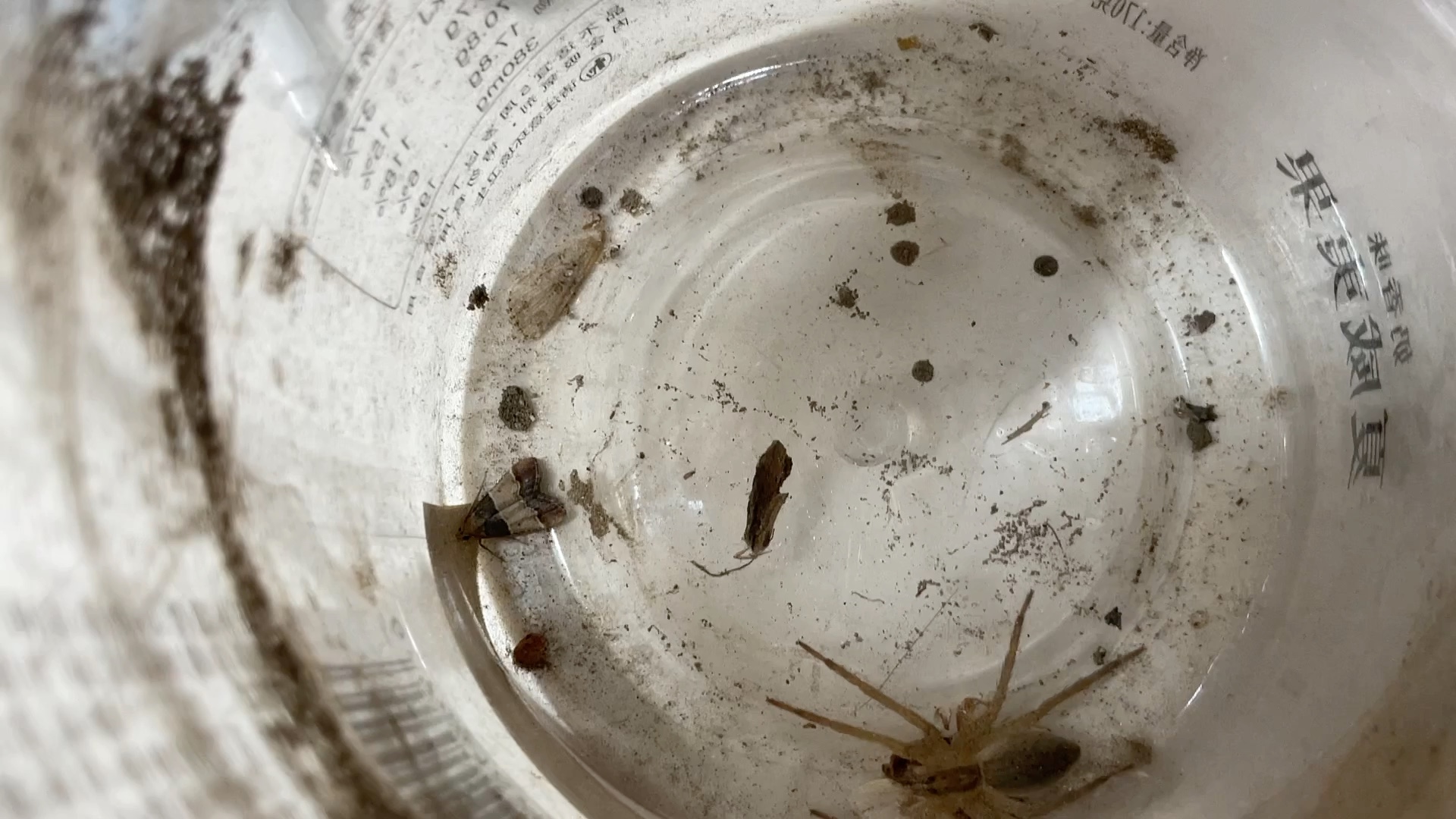 绞蛛(?)击杀飞蛾×2(吃着碗里的,看着锅里的)