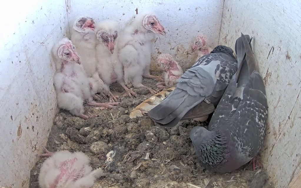 鸽子竟然跑7只仓鸮雏鸟窝里下蛋一场窝里斗在所难免
